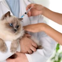 EXAMES DE AIDS E LEUCEMIA FELINA (FIV/FELV)